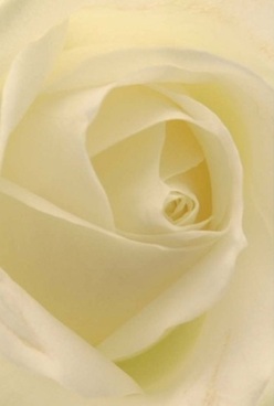 In this evocative New Malden tableau, an ivory rose is immortalised in close focus, its velvety petals winding inward in harmonious layers. Each translucent fold whispers of rain-soft mornings seen through the windows of a High Street café, capturing pale lemon and cream tones in the gentle, diffused light. The mood is contemplative-petals beckoning the sense of touch and the poetry of a quiet, loving gesture. The overall composition, shaped by a seasoned local florist, reflects the understated elegance favoured for anniversaries, memorials, or thoughtful thank yous delivered to neighbours across New Malden. Soft shadows cradle the bloom, hinting at the timelessness nestled within its core, while the imagined scent is light and reassuring-a fleeting marvel reminiscent of spring breezes at Blagdon Park. The rose is more than a flower here: it is an emblem of care, memory, and peace, created with a level of artistry that bridges both tradition and heartfelt sentiment, perfectly suited to the spirit and character of New Malden.
