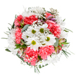 Capturing the tranquil beauty of spring mornings in New Malden, this hand-arranged bouquet combines joyful energy and thoughtful design. Central white daisies with bold green middles bask in the soft light, surrounded by layers of lush coral-pink carnations whose ruffled petals suggest gentle movement and warmth. Airy gypsophila, scattered throughout, lends a fleeting lightness, while discrete alstroemeria buds in hues of rose and plum hint at blooms yet to open-touches of early charm. The framing greenery, including the silvery-blue of eucalyptus and the deeper forest shades, creates a rounded, balanced silhouette reminiscent of gardens flourishing along Malden Road. This arrangement, set crisply against a white background, feels at once serene and uplifting-an ideal choice for gifting on birthdays or celebrations or for welcoming a fresh sense of joy into a home. Whether intended for a loved one or gracing a light-filled desk near New Malden station, each blossom speaks of care, local expertise, and a florist's passion for transforming the everyday into something truly memorable.